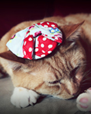 Bella Poochella - July 2014