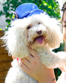 Bella Poochella - July 2014